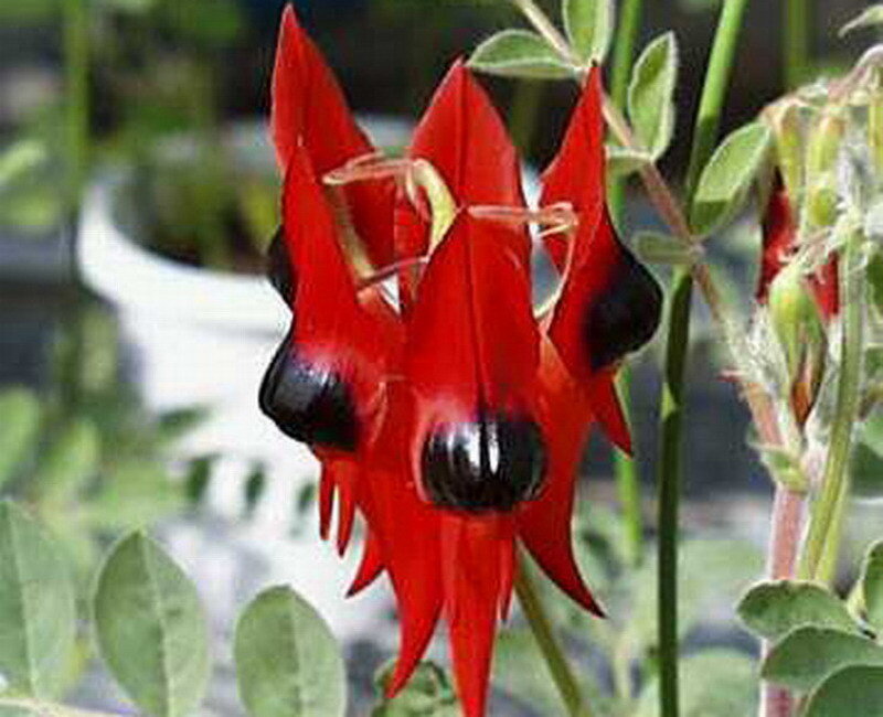 Red and Black Flower — Natural