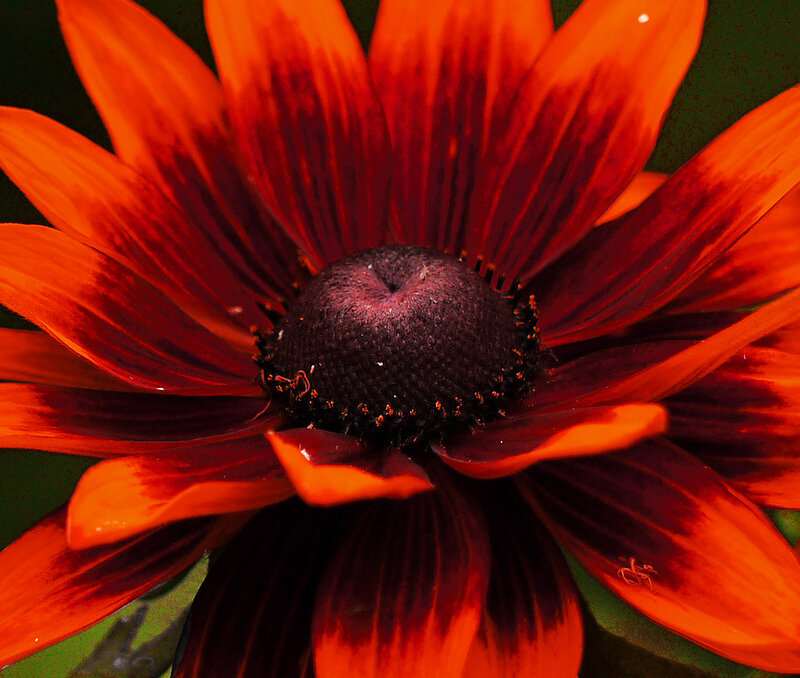 Red and Black Flower