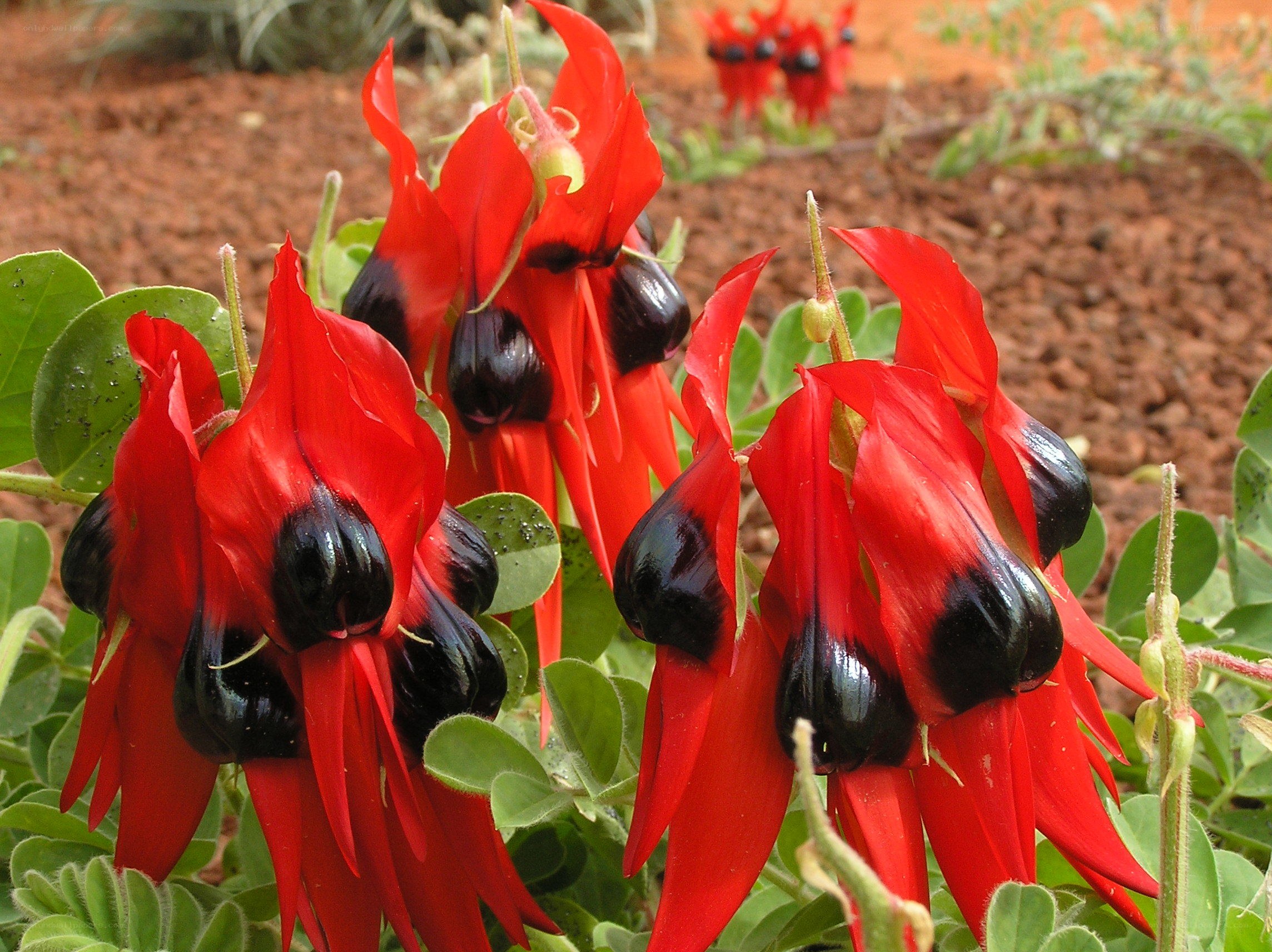 Red and black flowers in garden