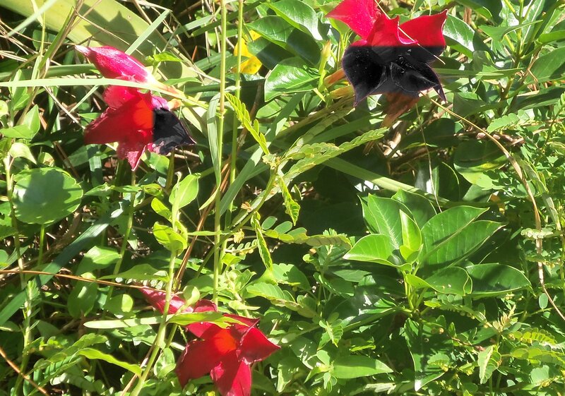 Red and Black Flowers
