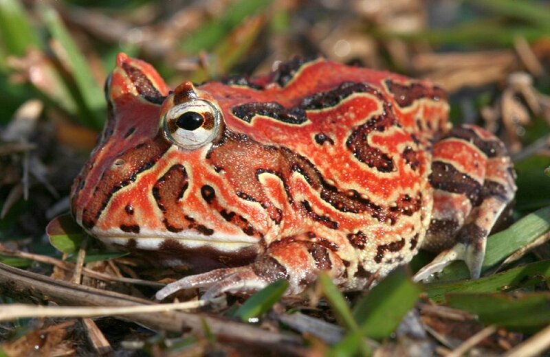 Red and Black Frog
