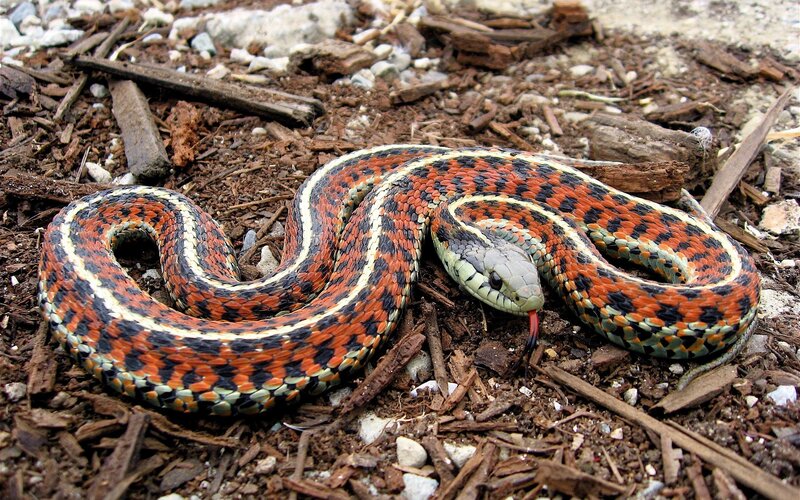 Red and Black Garter Snake — Orange, Neutral