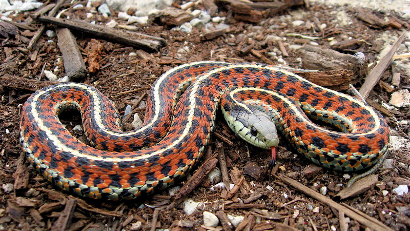 Red and Black Garter Snake — Orange