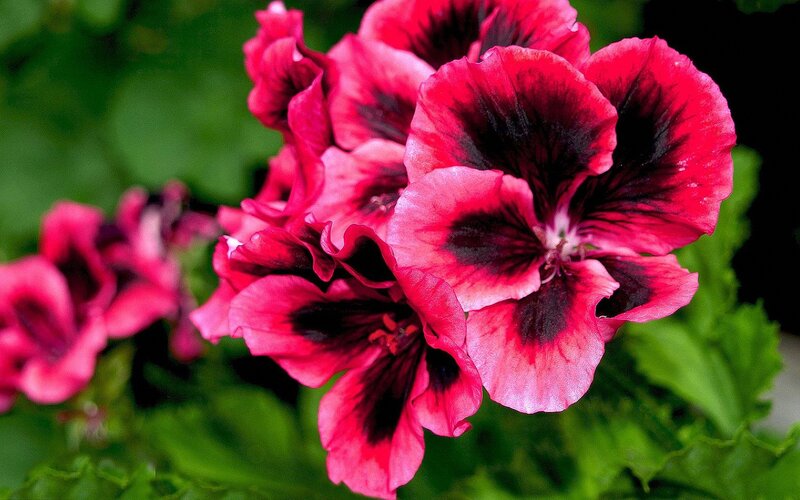 Red and Black Geranium Flowers