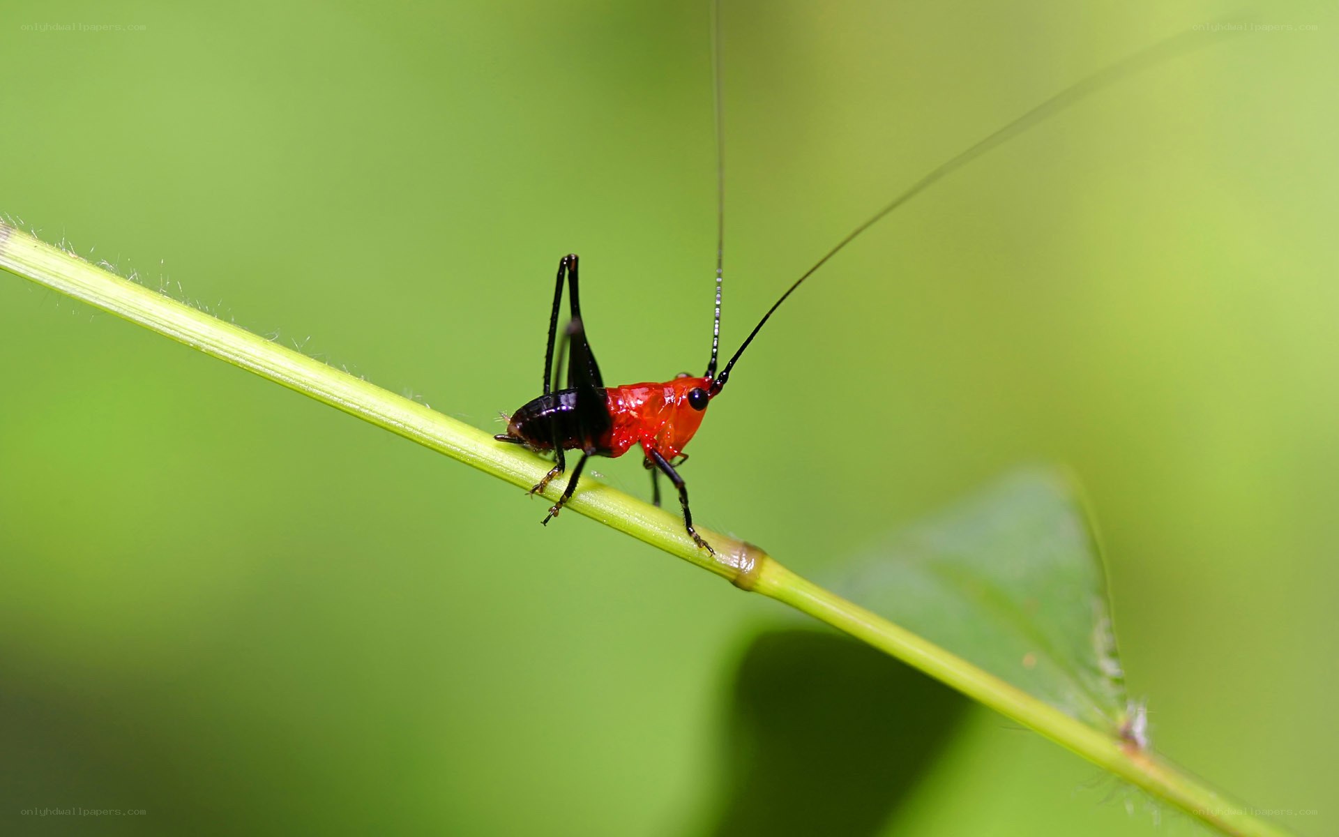red and black insect on a stem