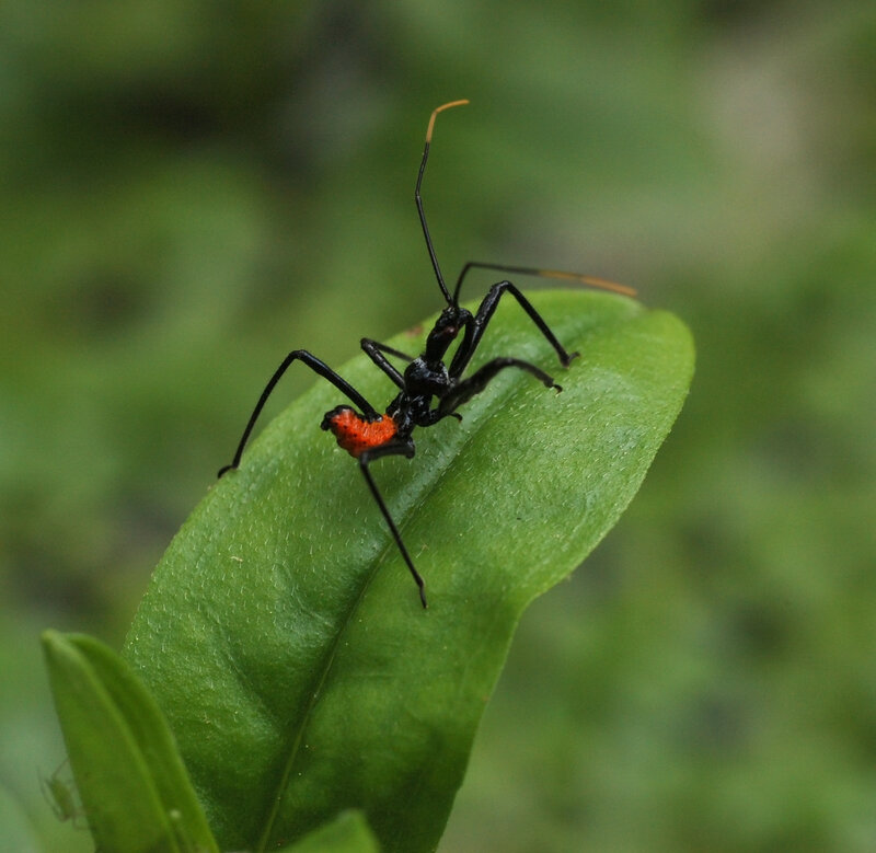 red and black insect on leaf