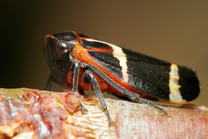 red and black leafhopper