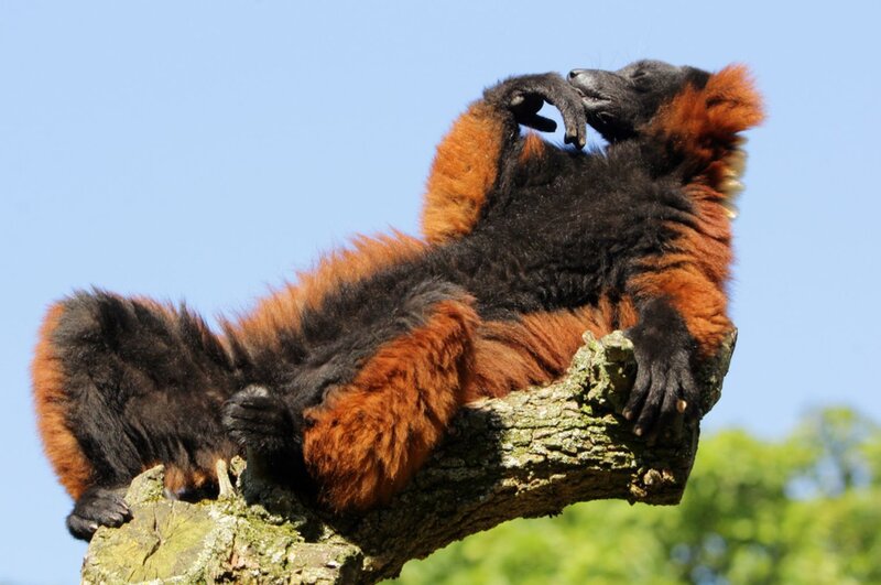 Red and Black Lemur