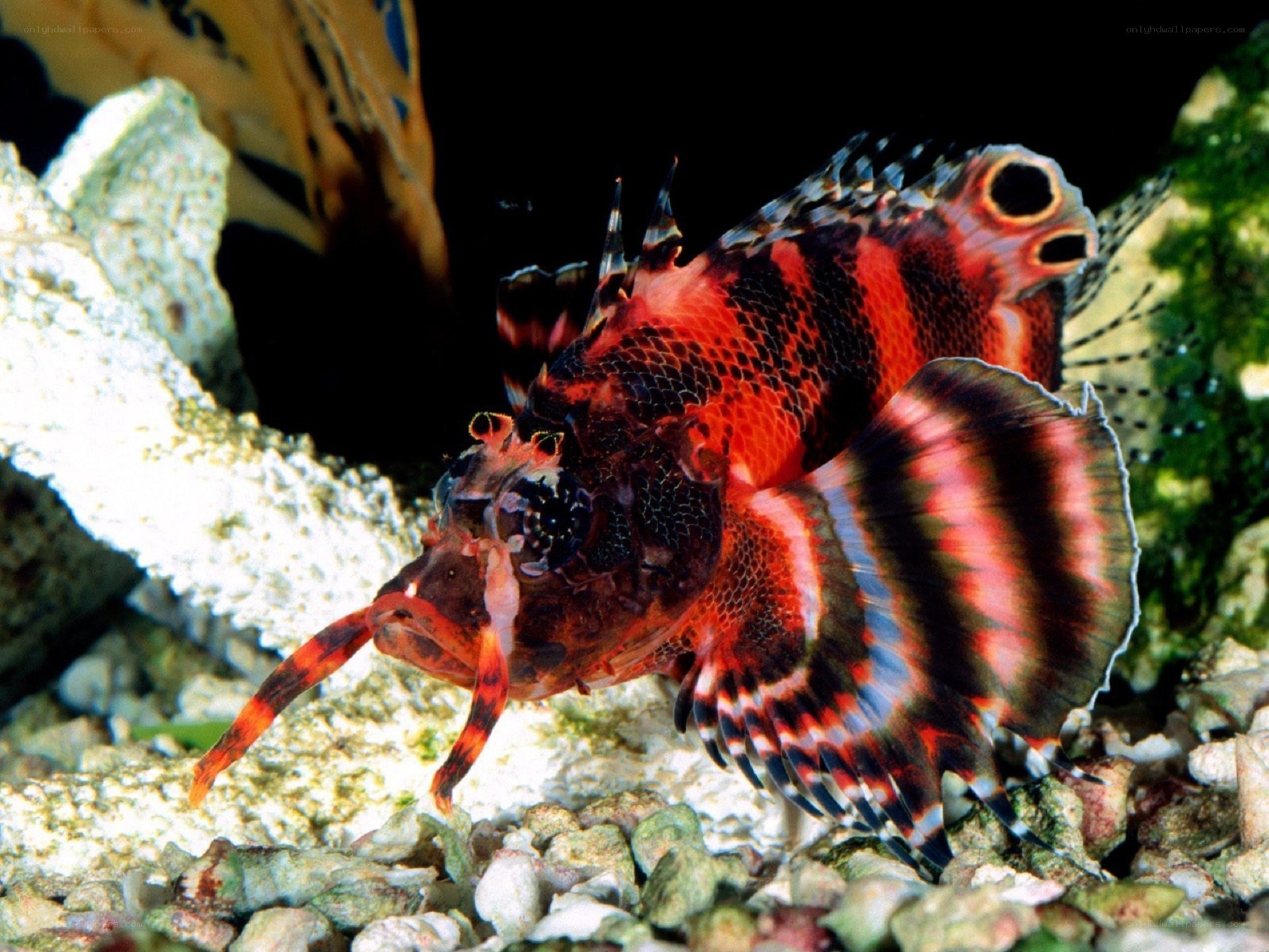 Red and black lionfish