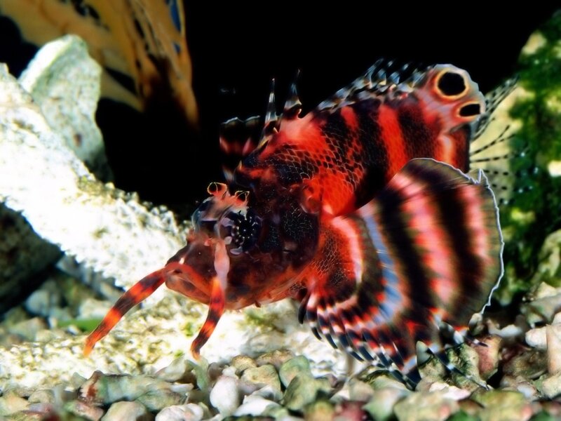 Red and Black Lionfish — Natural