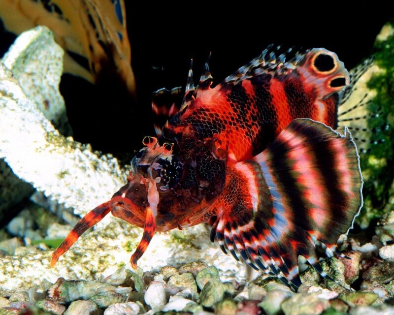 Red and black lionfish