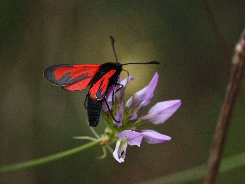Red and Black Moth — Calm