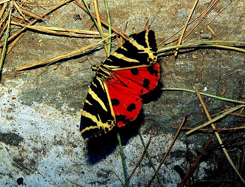 Red and Black Moth — Natural, Photograph