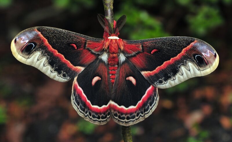 Red and Black Moth — Natural