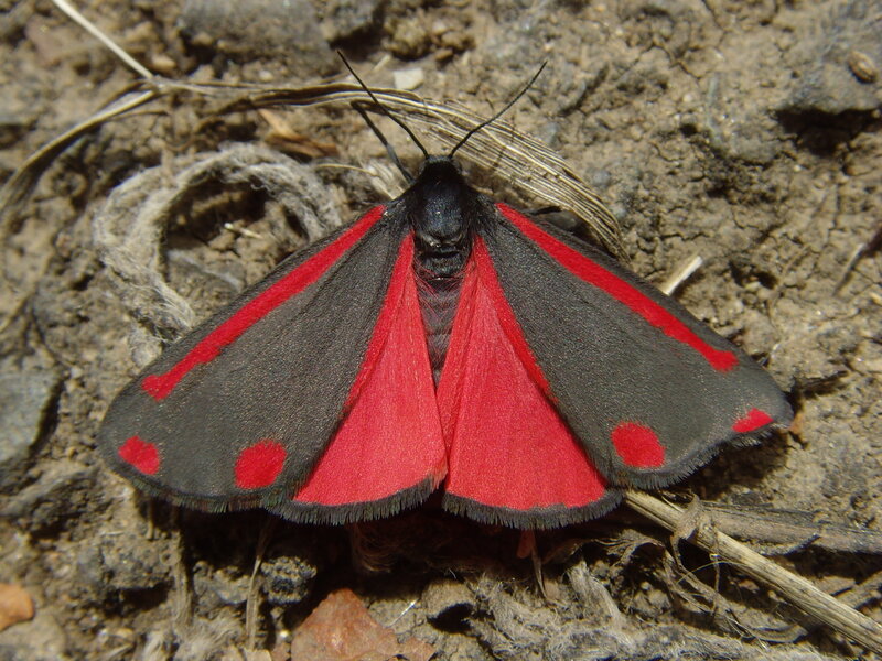 red and black moth on ground
