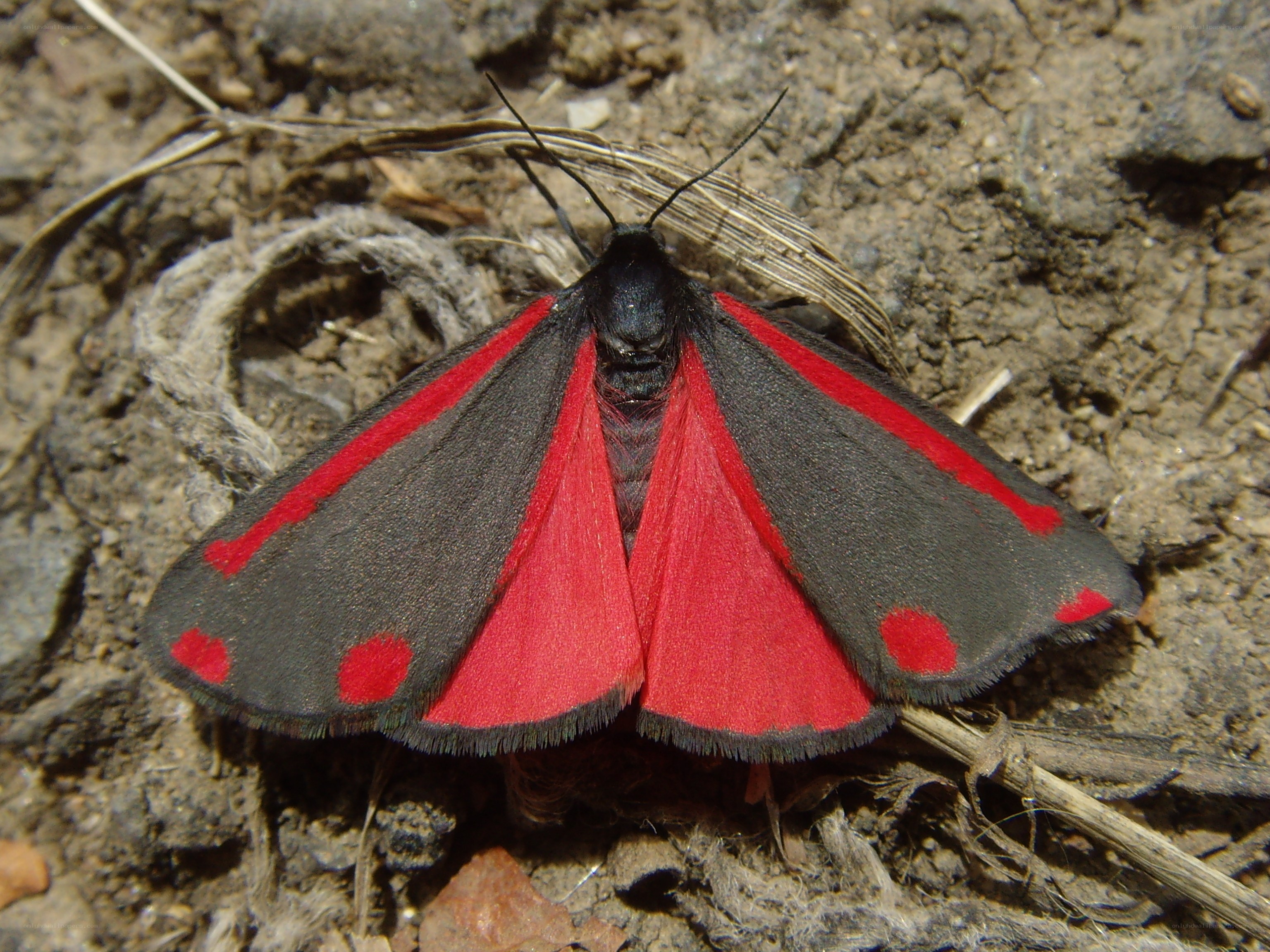 red and black moth on ground