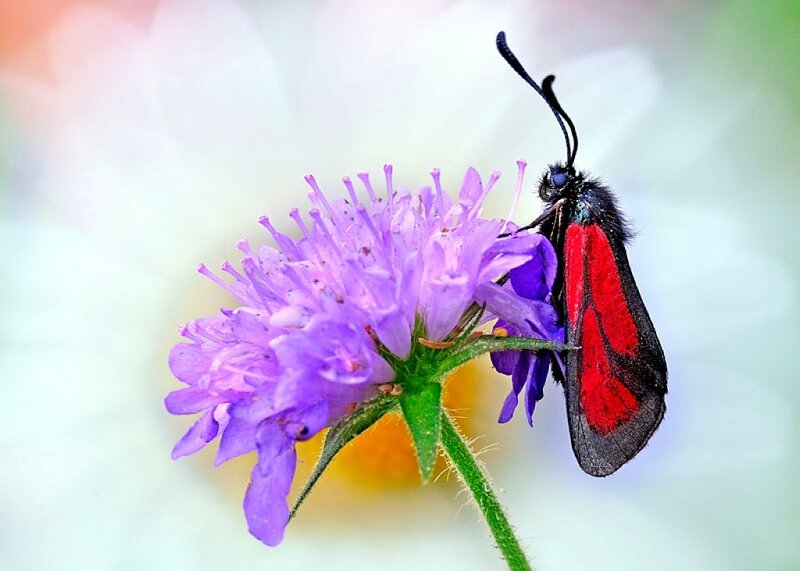 Red and black moth on purple flower