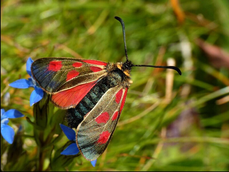 Red and Black Moth
