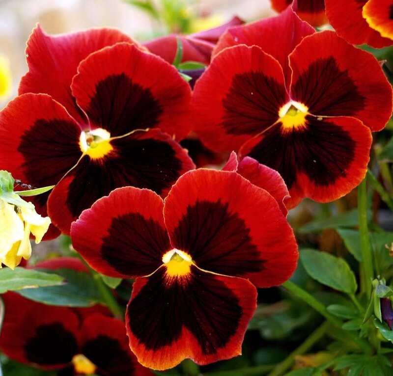 Red and Black Pansies