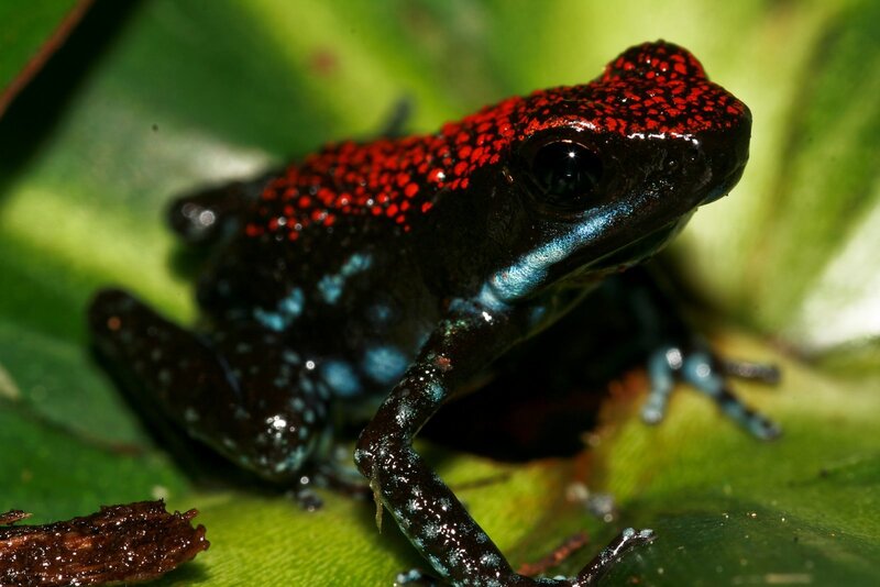 Red and black poison dart frog