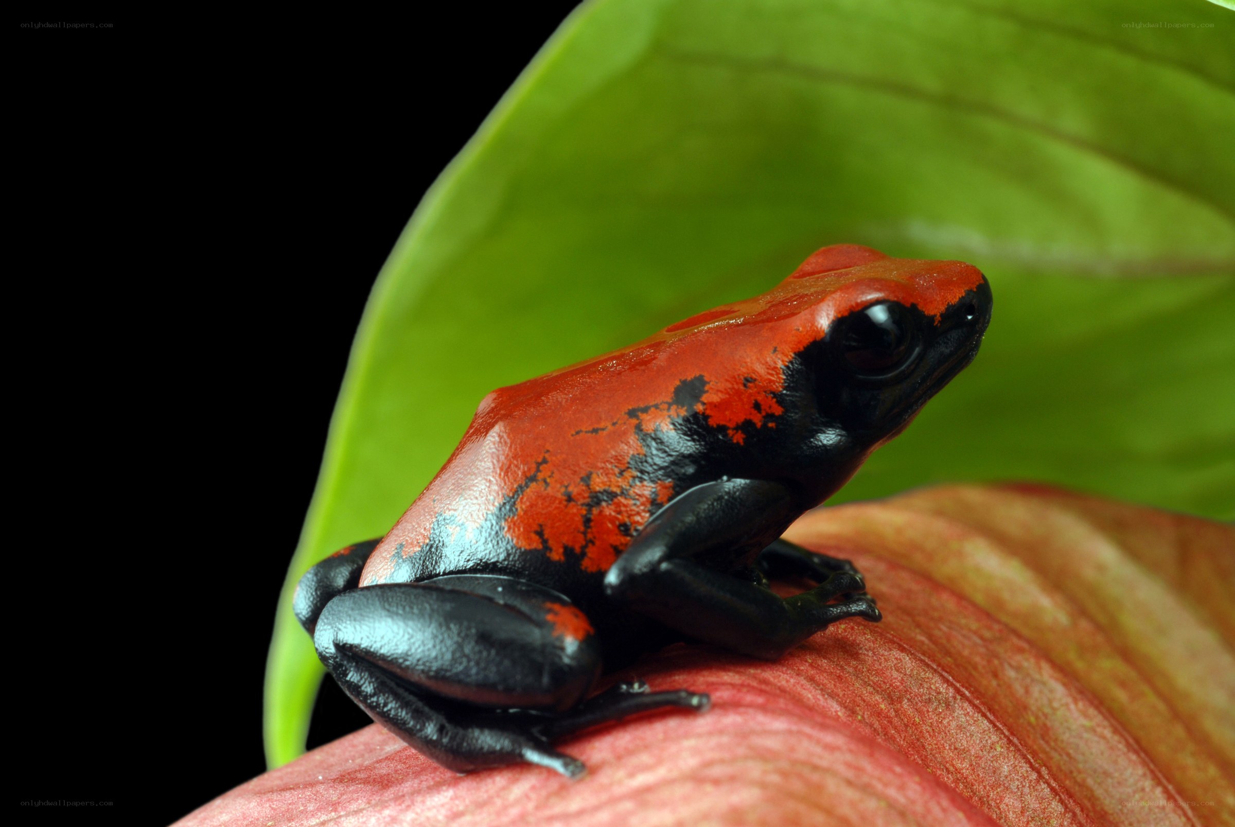 Red and black poison dart frog