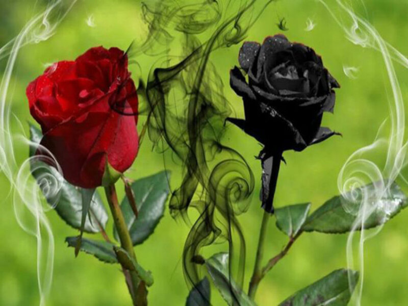 Red and Black Roses — Green