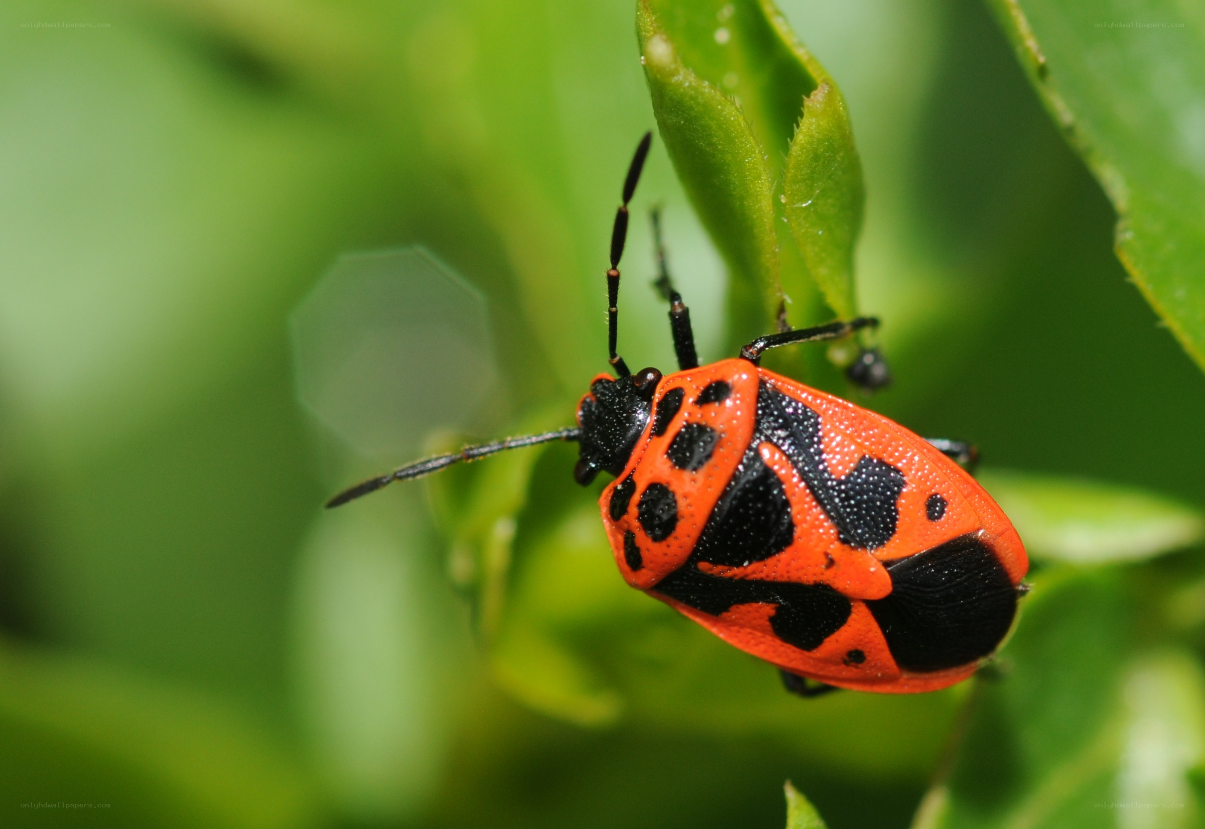 red and black shield bug
