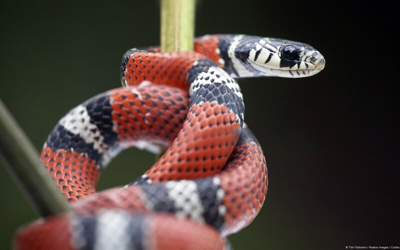 Red and Black Snake — Alert