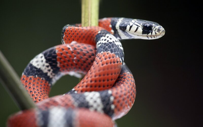 Red and black snake coiled on branch