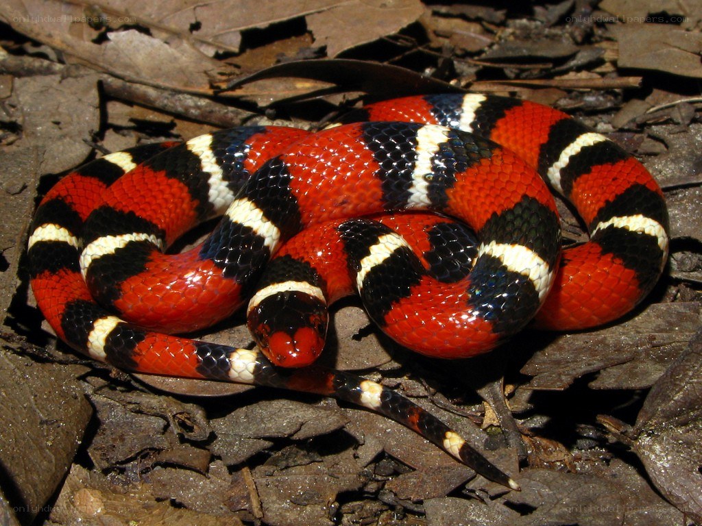 red and black snake coiled on leaves