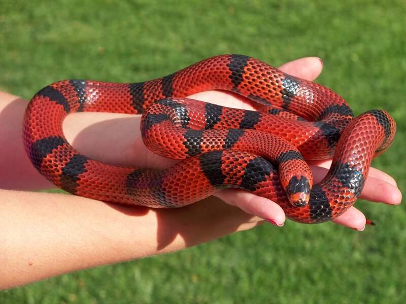 red and black snake in hand