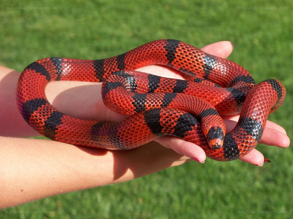 red and black snake in hand
