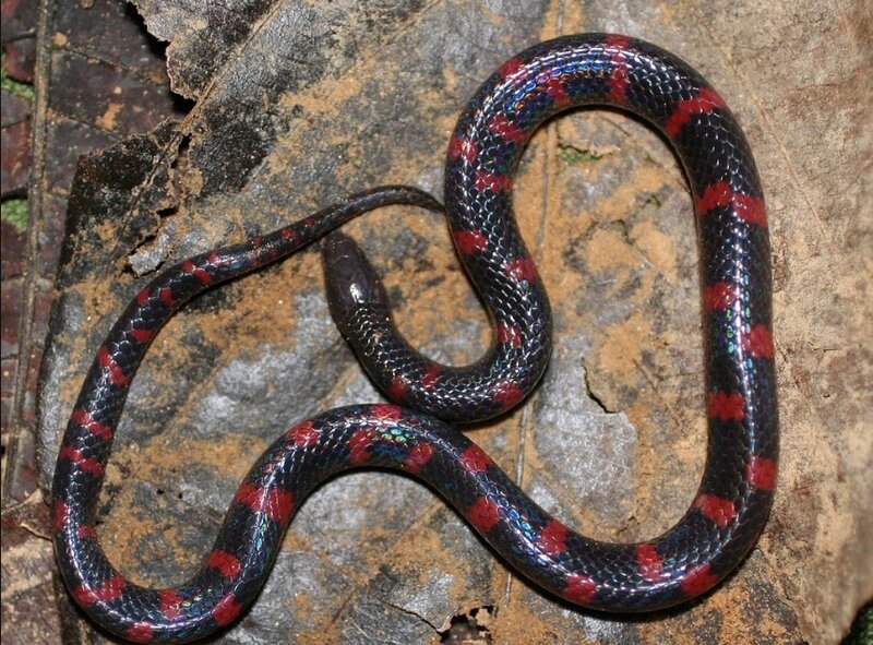 red and black snake on leaf