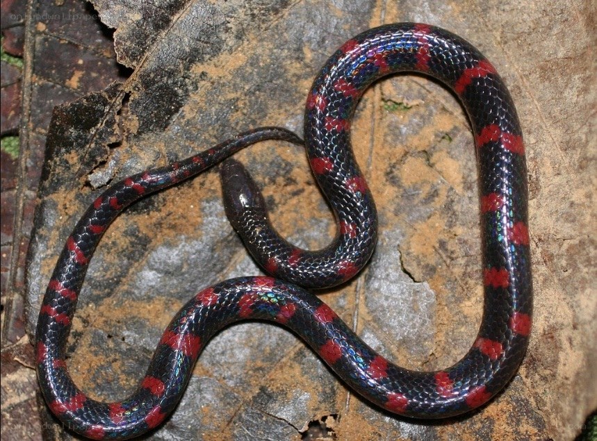 red and black snake on leaf