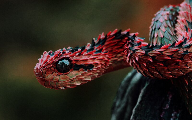 Red and Black Snake