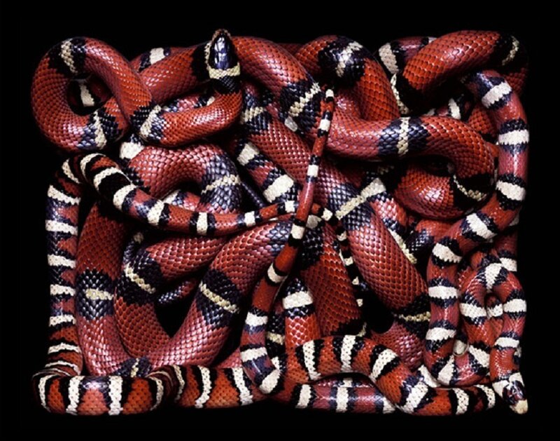 Red and Black Snakes