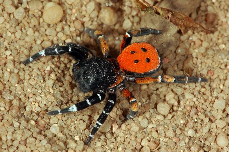 Red-and-black Spider — Black