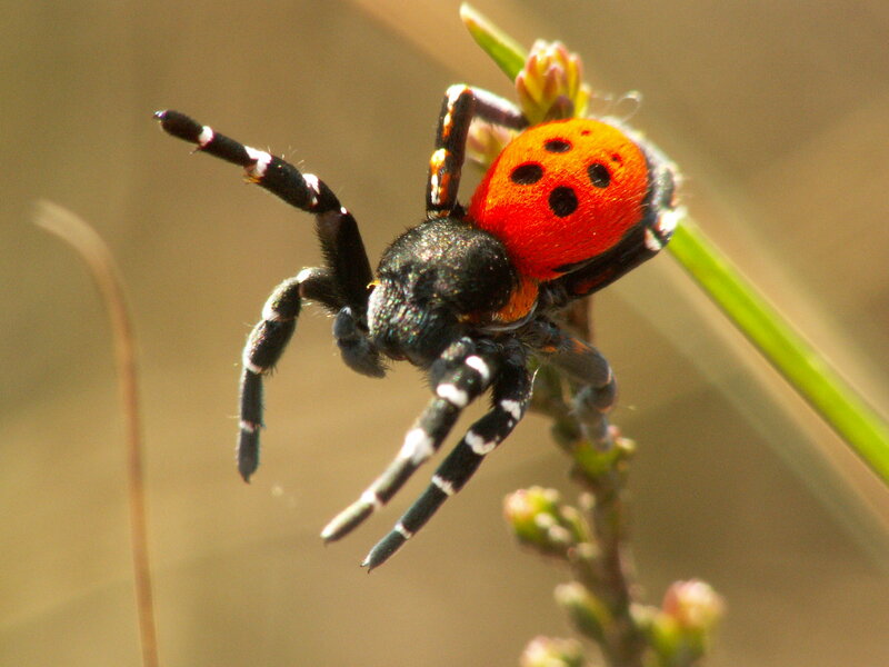 Red and Black Spider — Natural, Afternoon