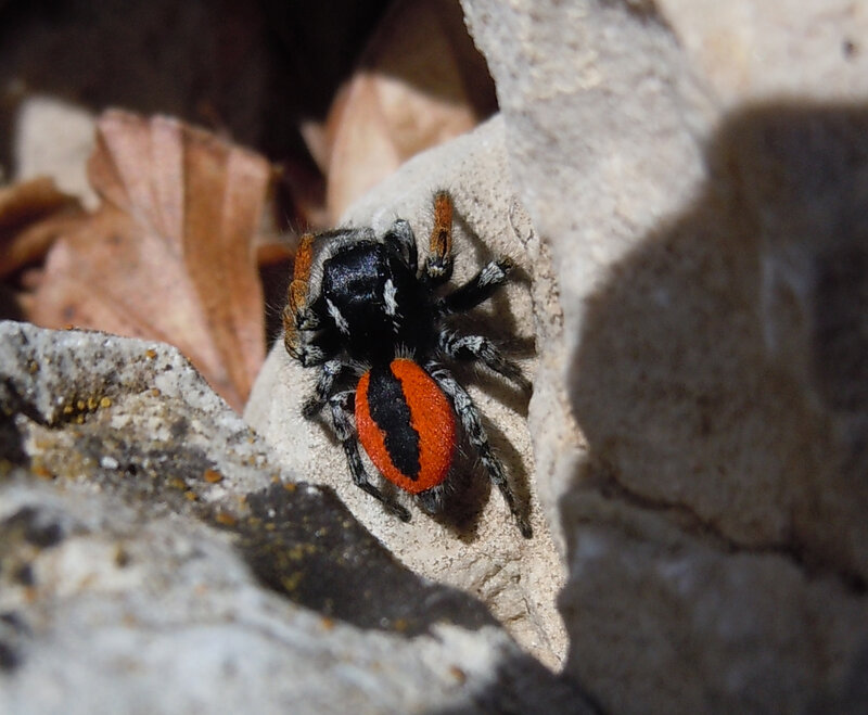 Red and Black Spider — Natural