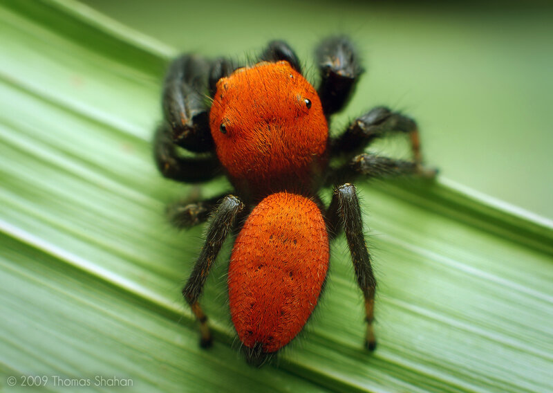 Red and Black Spider — Orange