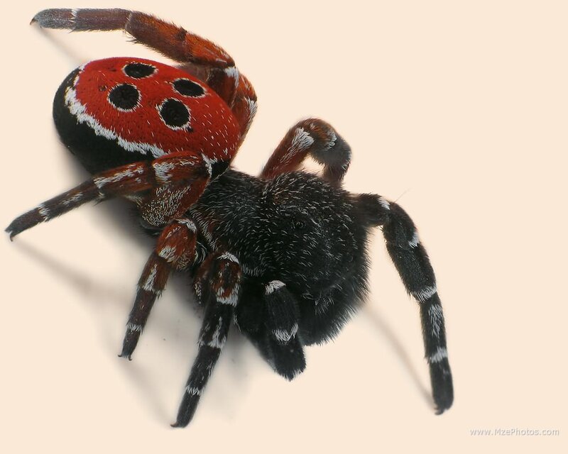 red and black spider
