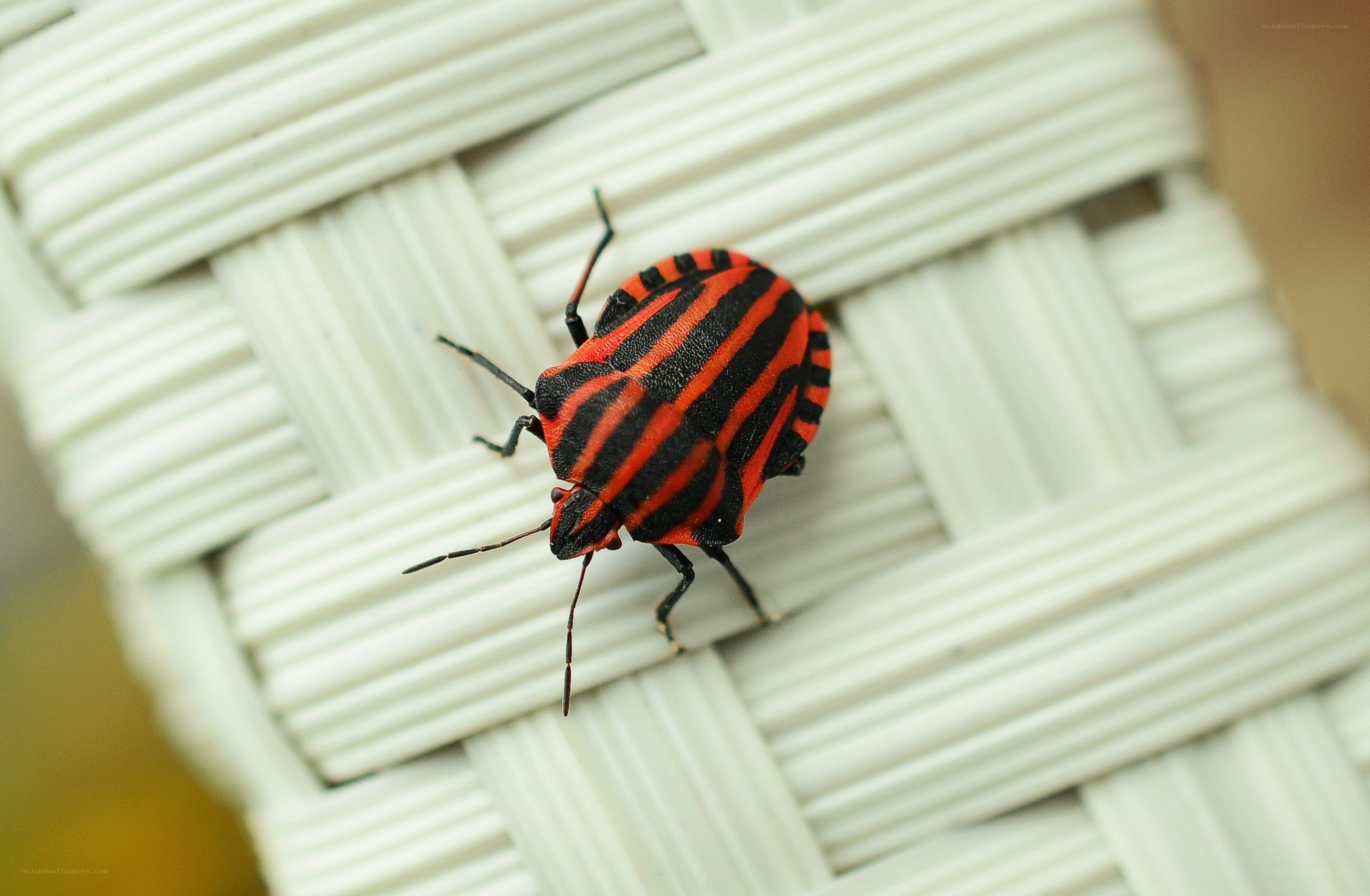 red and black striped bug