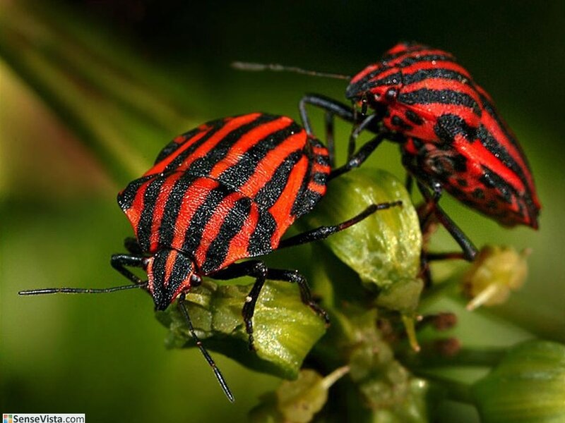 red and black striped bugs