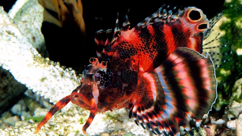 Red and black striped fish
