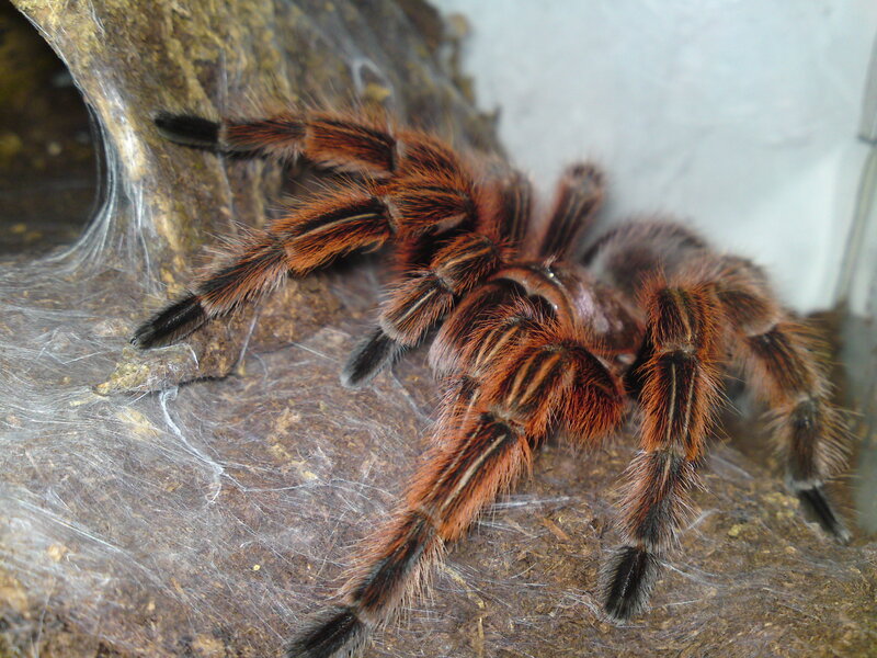 Red and Black Tarantula — Brown