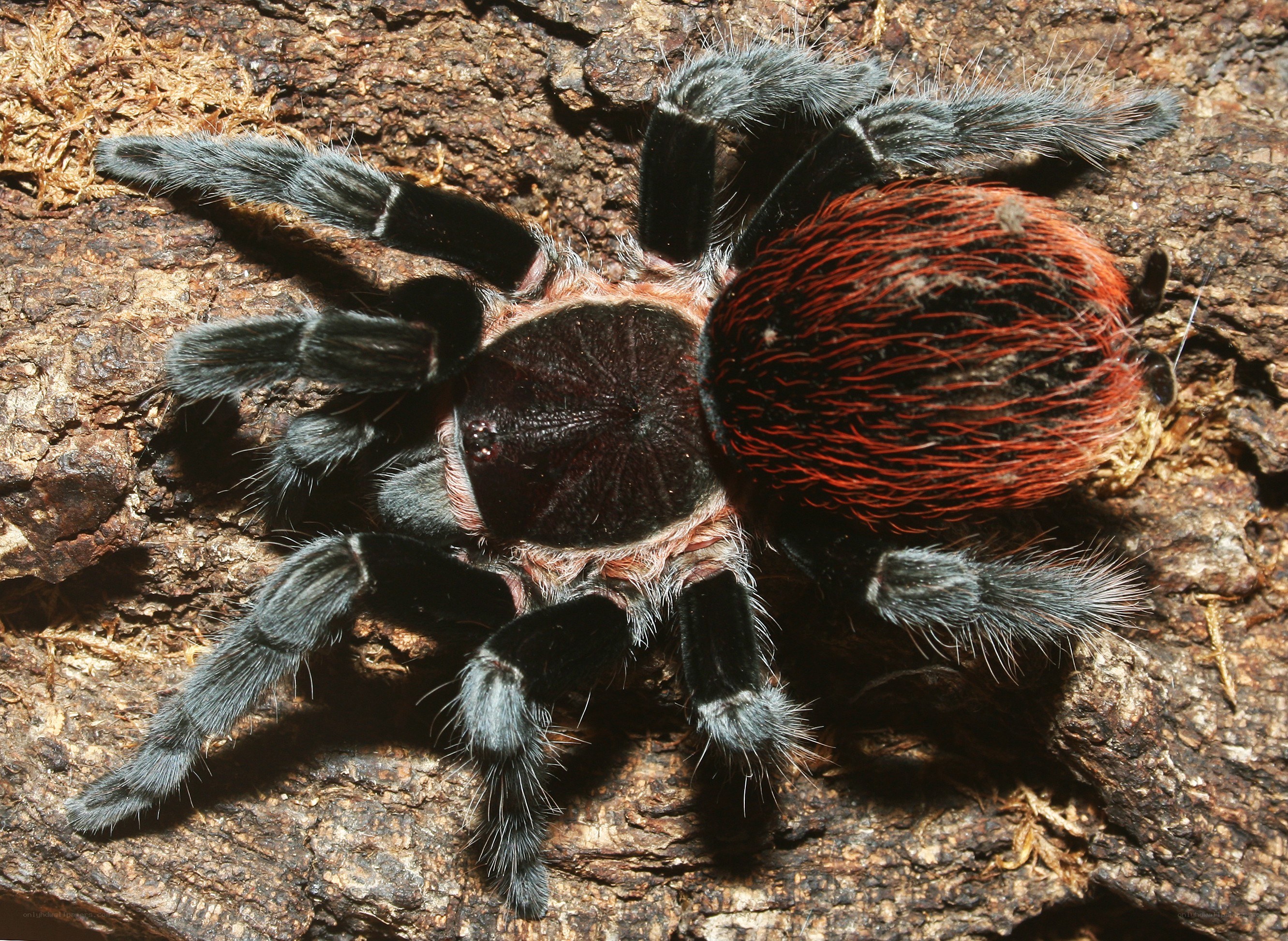 Red and black tarantula on bark