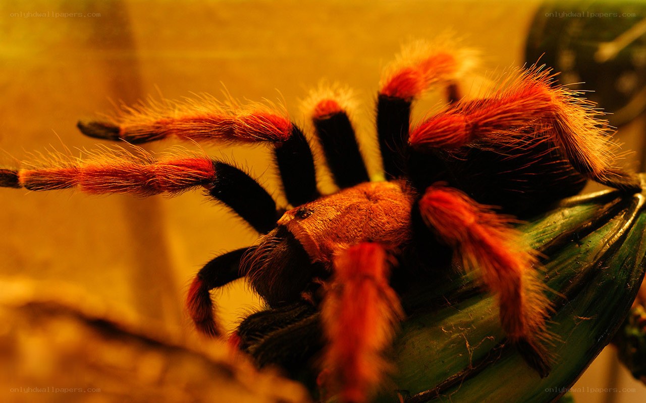 red and black tarantula