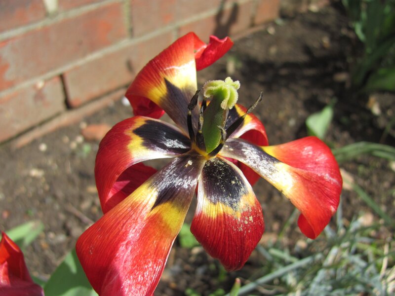 Red and Black Tulip