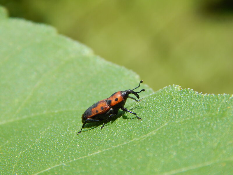 Red and Black Weevil