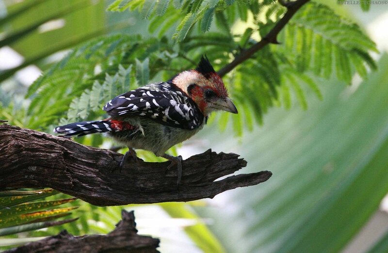 Red-and-black Woodpecker — Green